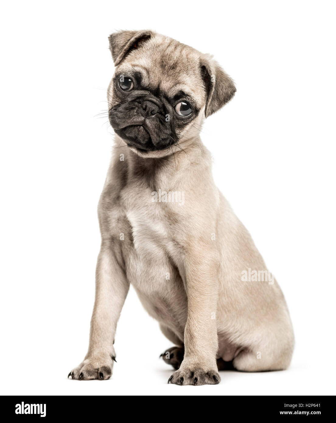 Pug puppy, 3 months old, sitting and looking at camera with tilted head, isolated on white Stock Photo
