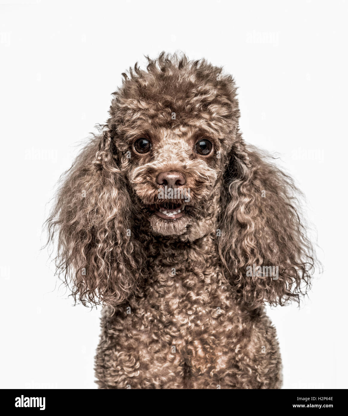 Brown And White Poodle High Resolution Stock Photography And Images Alamy