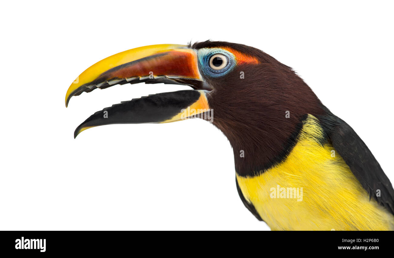 Closeup of a Green aracari opening his beak, Pterogossus Viridis