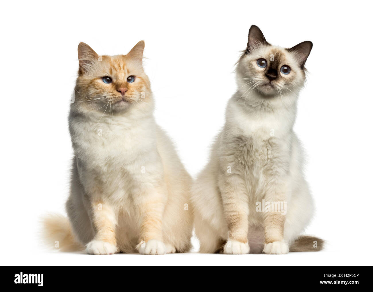 Two Birman cats sitting isolated on white Stock Photo