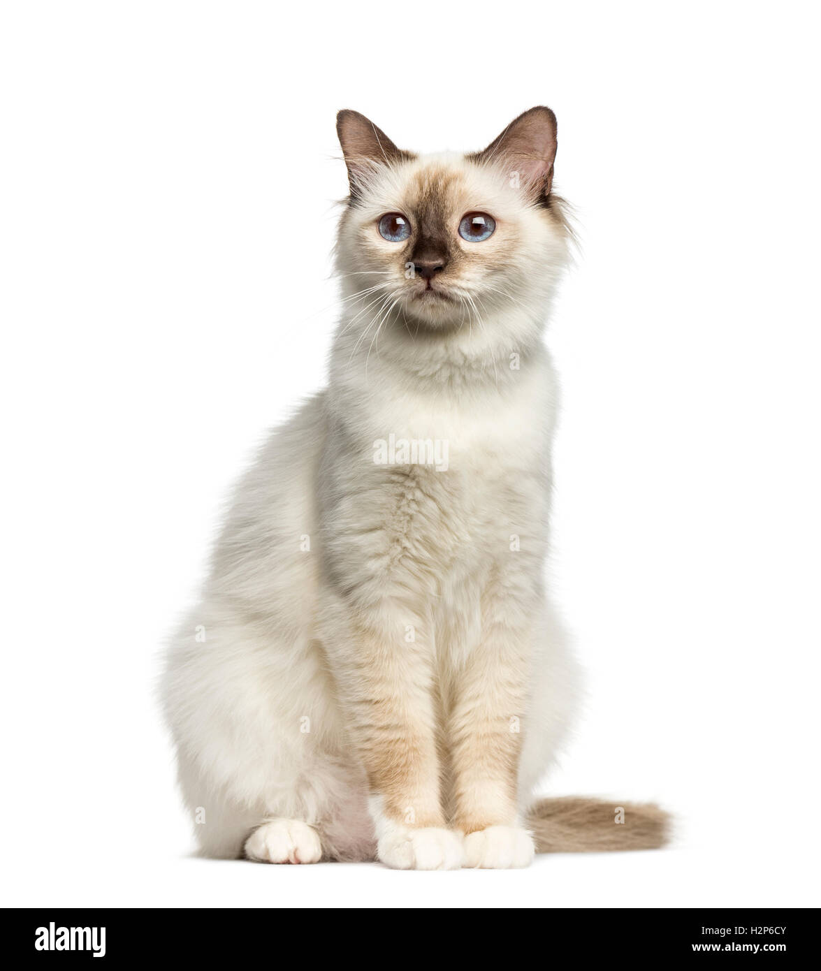 Front view of a Birman cat sitting isolated on white Stock Photo
