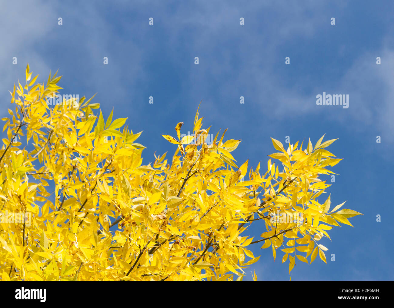 Autumn leaves with the blue sky background Stock Photo - Alamy