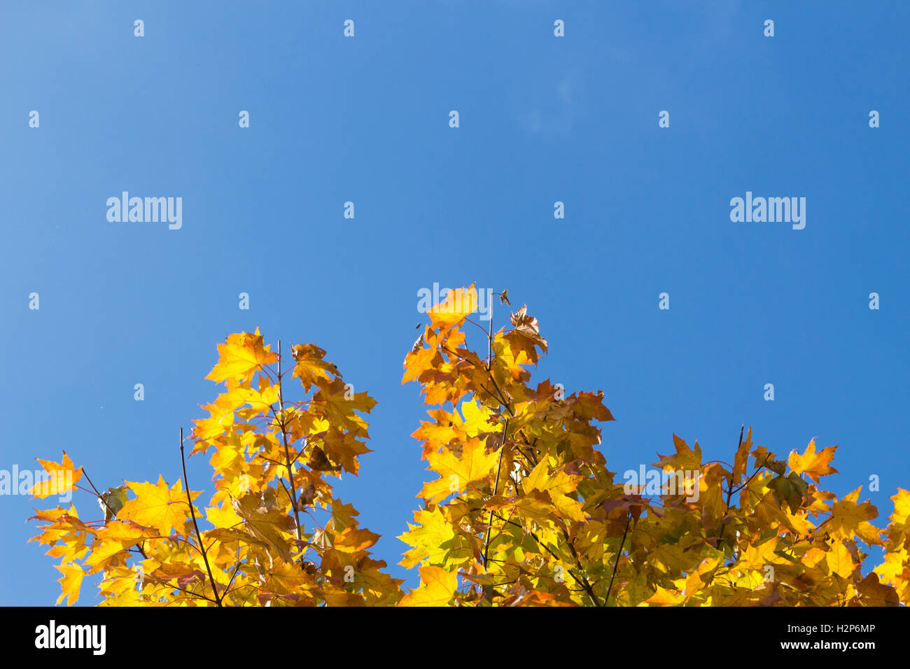 Autumn leaves with the blue sky background Stock Photo - Alamy