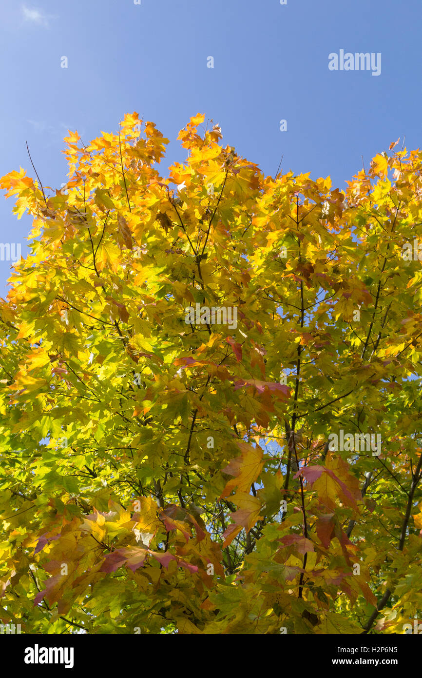 Autumn leaves with the blue sky background Stock Photo - Alamy