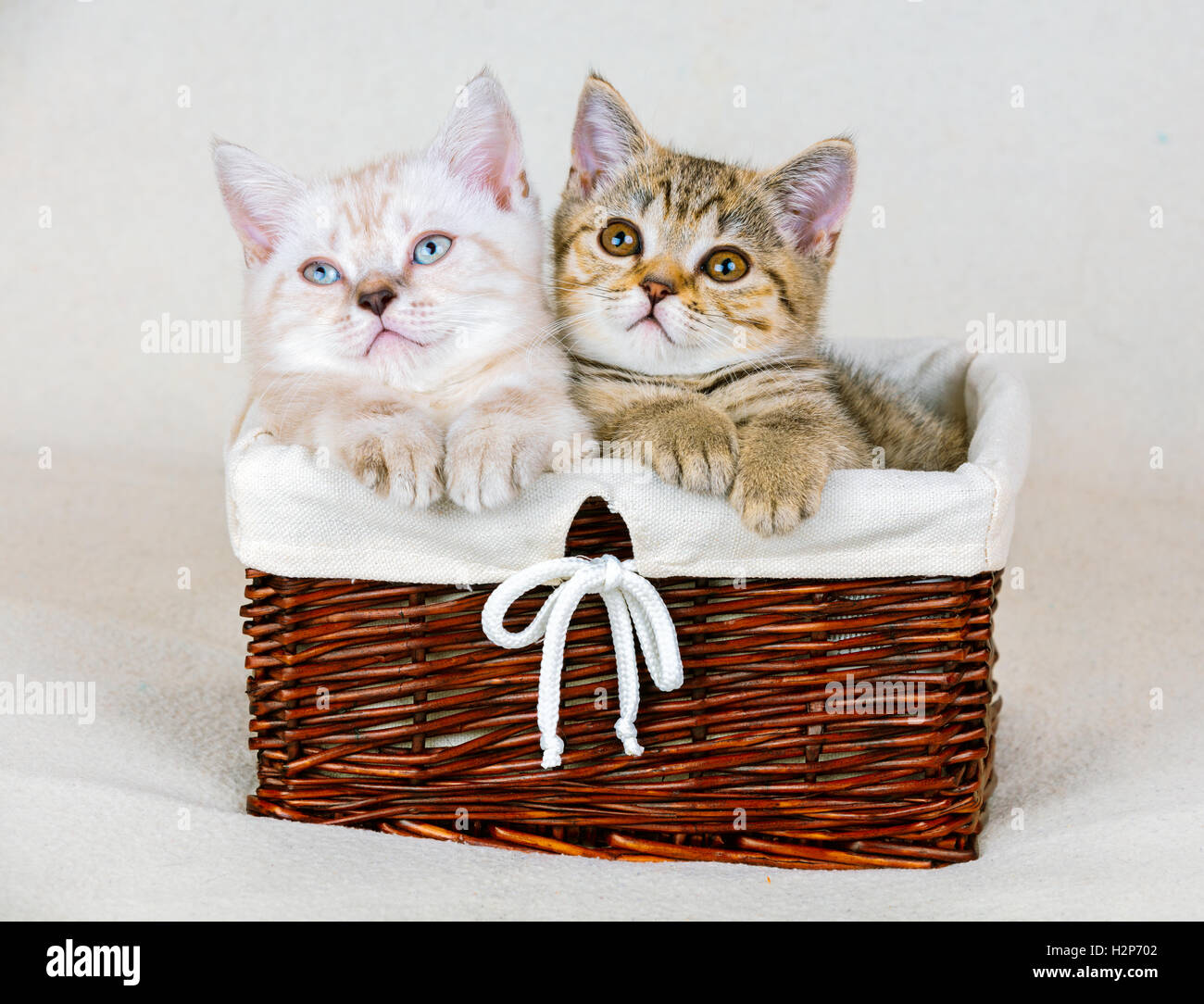 Two cute little kittens sitting in a basket Stock Photo - Alamy