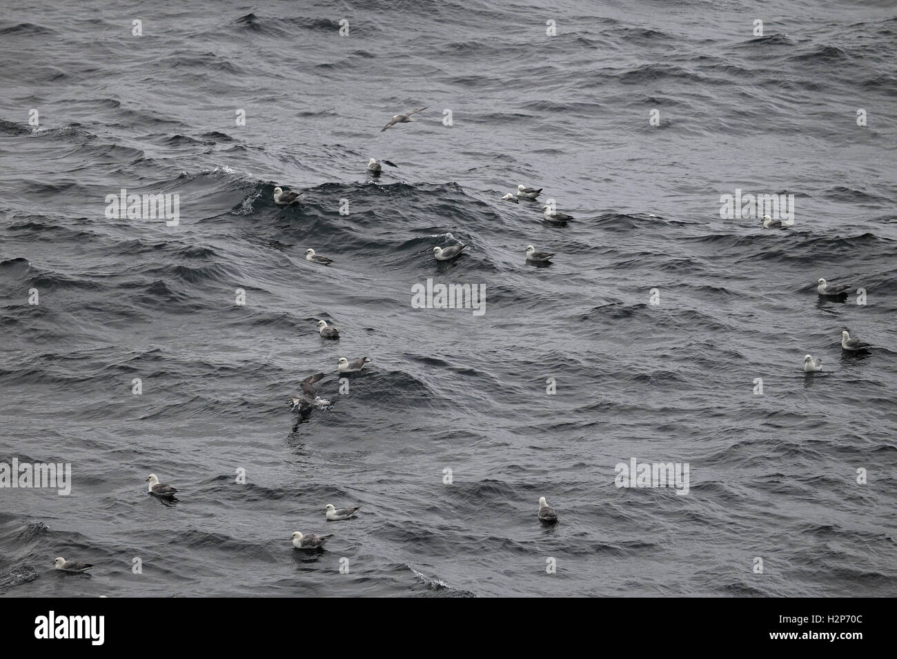 Fulmars (Fulmarus glacialis) resting on the sea, off Iceland. Sea birds marine lgpl Stock Photo