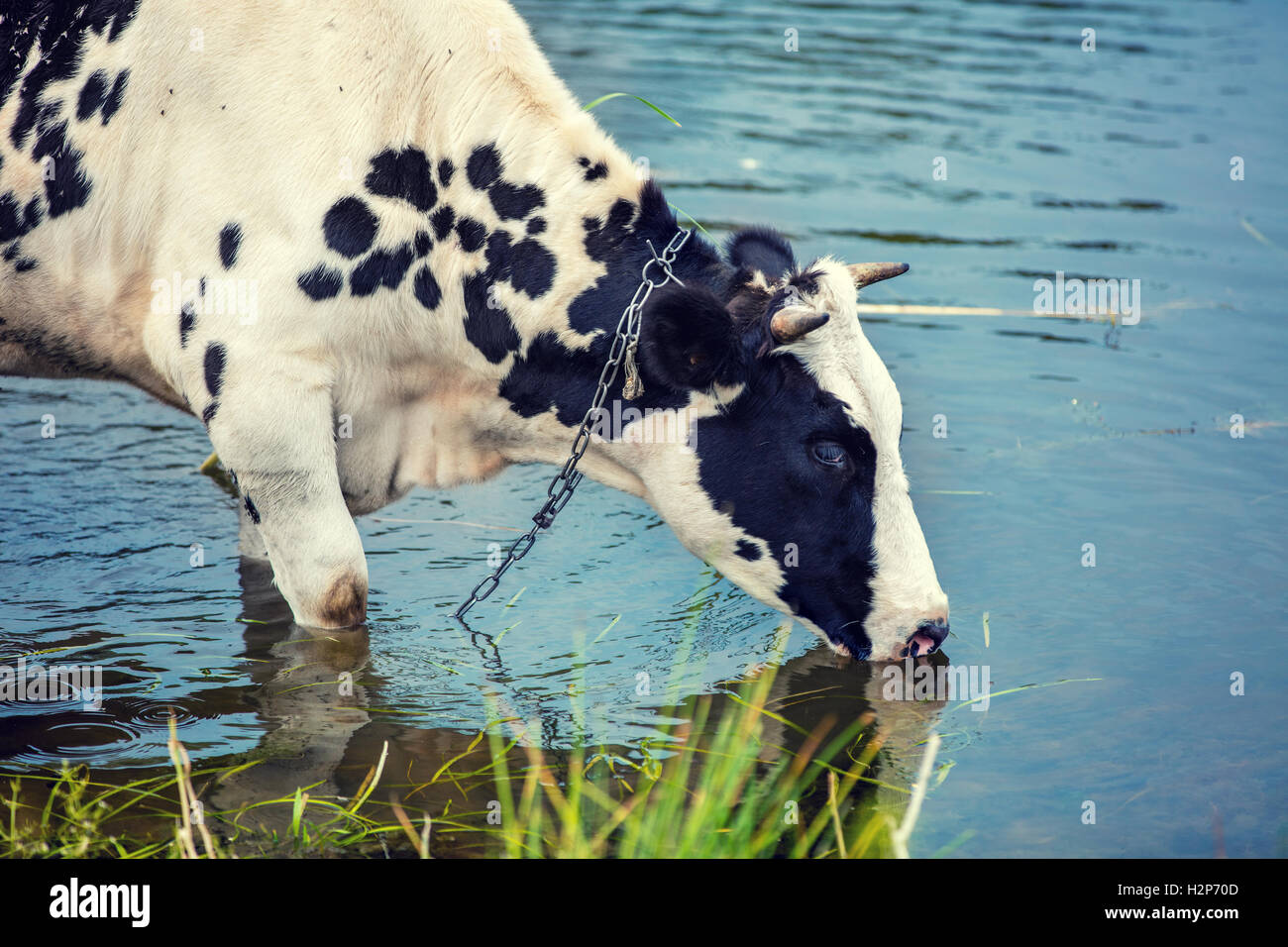Cow drinking water from river Stock Photo Alamy