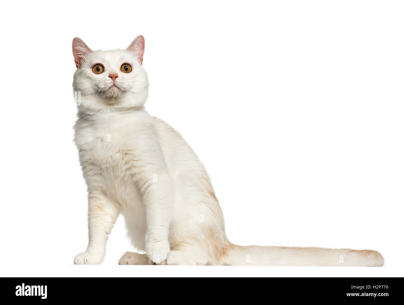Side view of a British Shorthair cat sitting isolated on white Stock ...