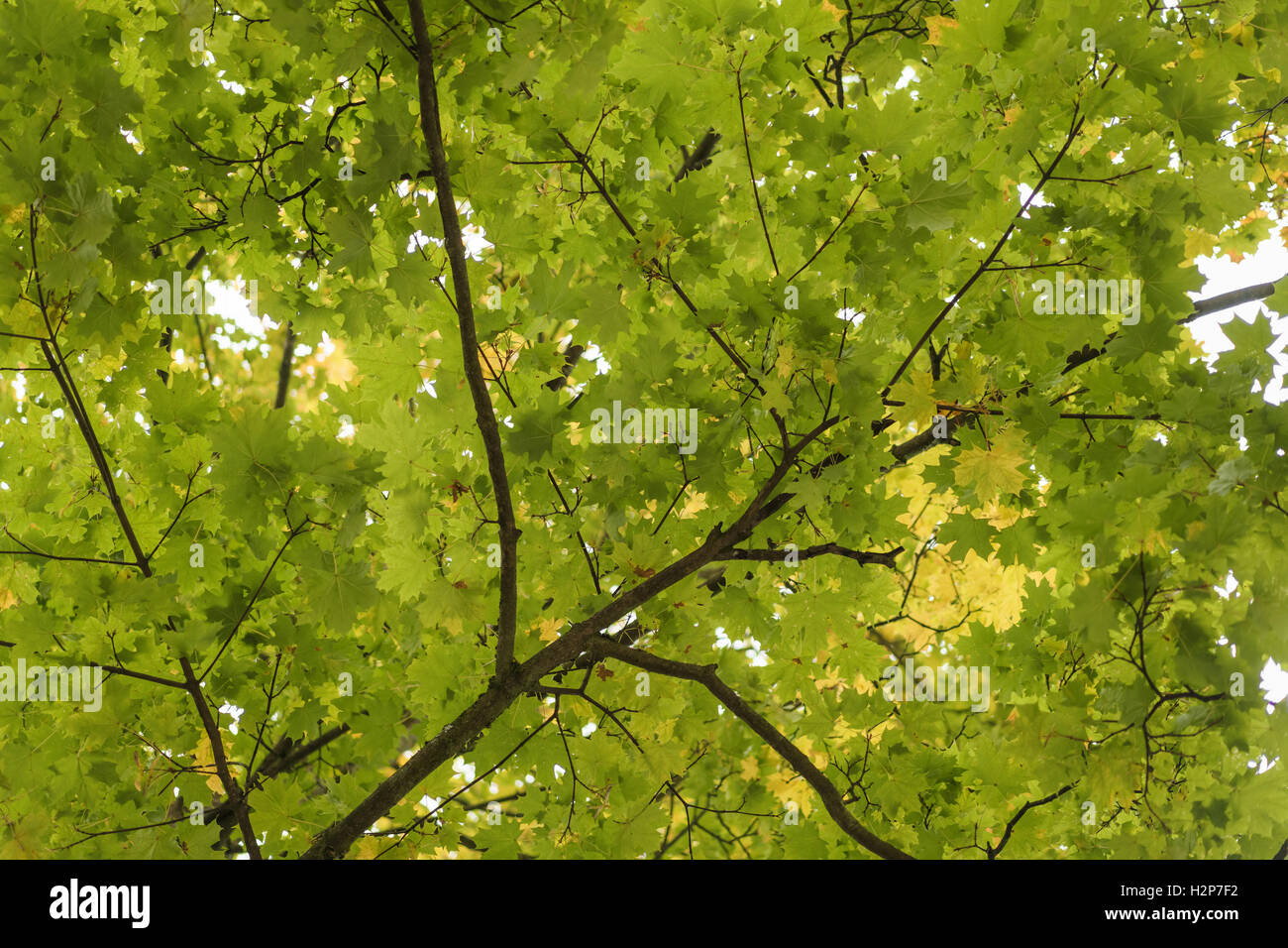 yellow maple leaves background Stock Photo - Alamy