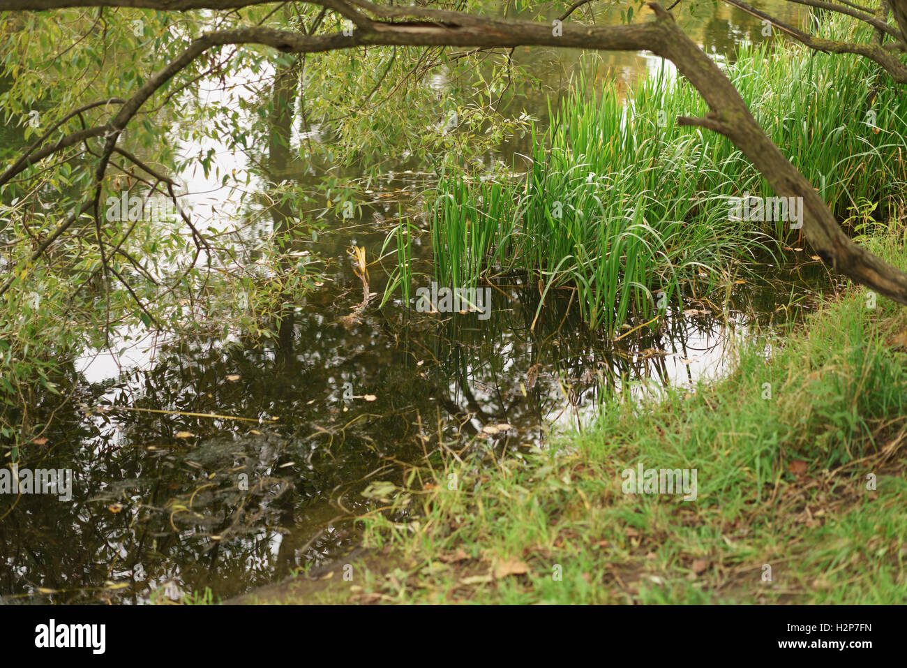 Pond in city park hi-res stock photography and images - Alamy
