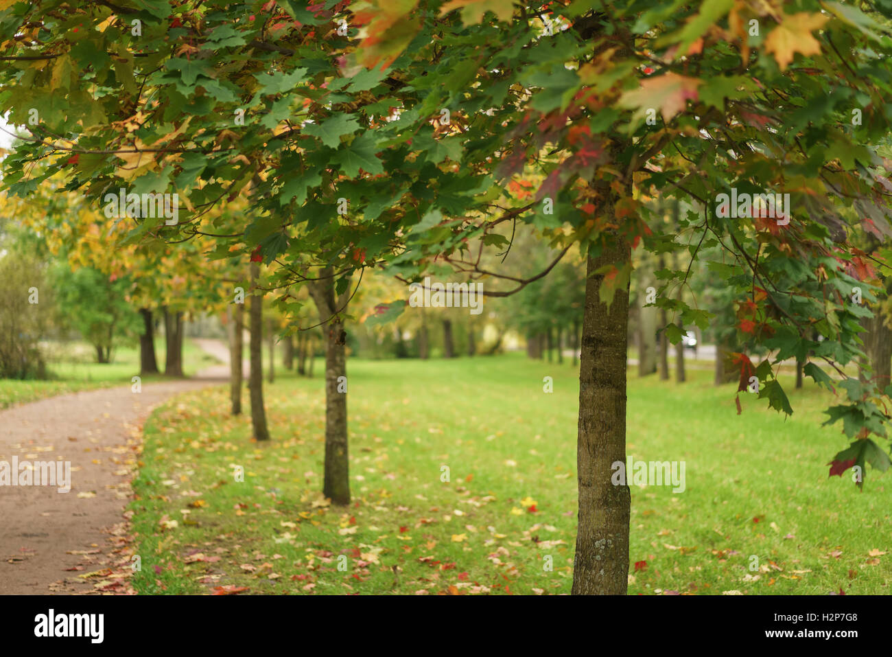 Shot alley in park hi-res stock photography and images - Alamy