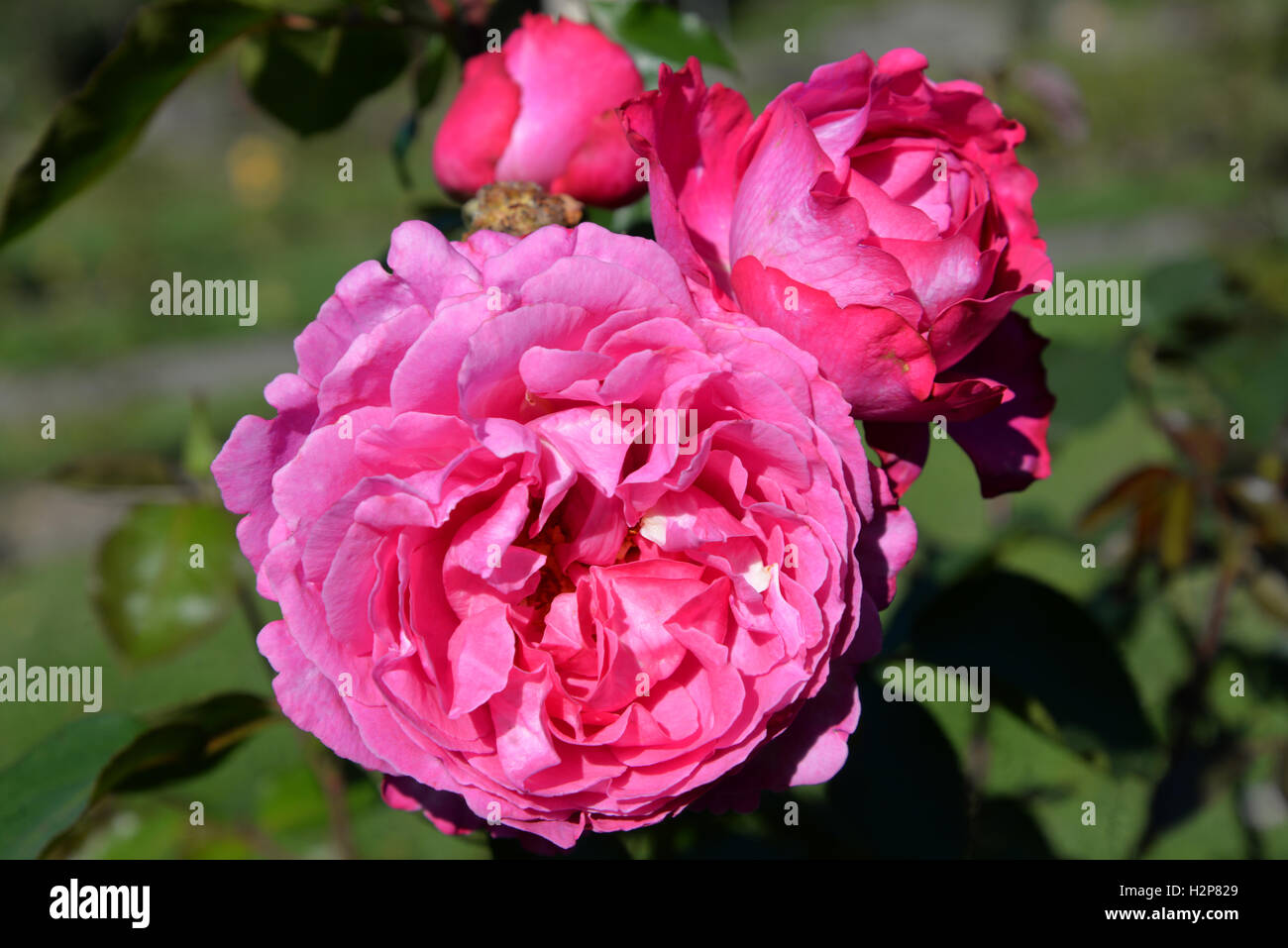 Geneva (Switzerland) - Roses at La Grange Park Stock Photo - Alamy