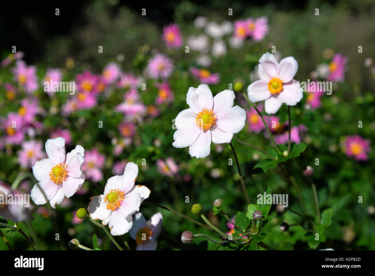 Geneva switzerland park hires stock photography and images Alamy