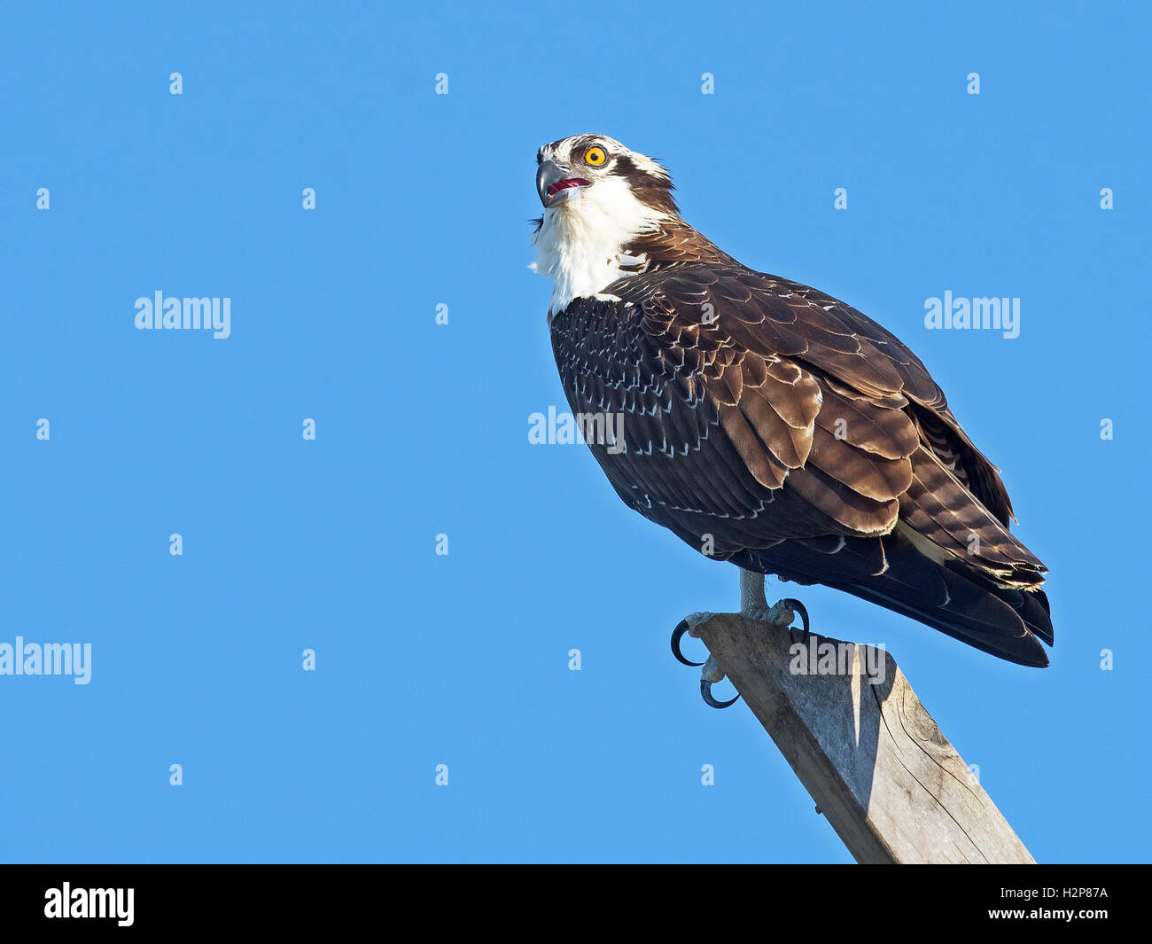 Juvenile osprey hi-res stock photography and images - Alamy