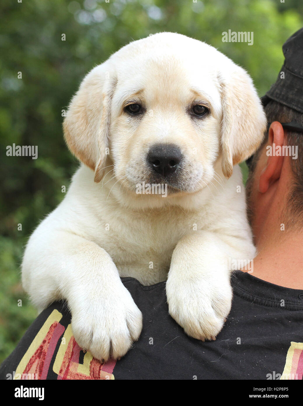 cute little yellow labrador puppy a shoulder of a man Stock Photo Alamy