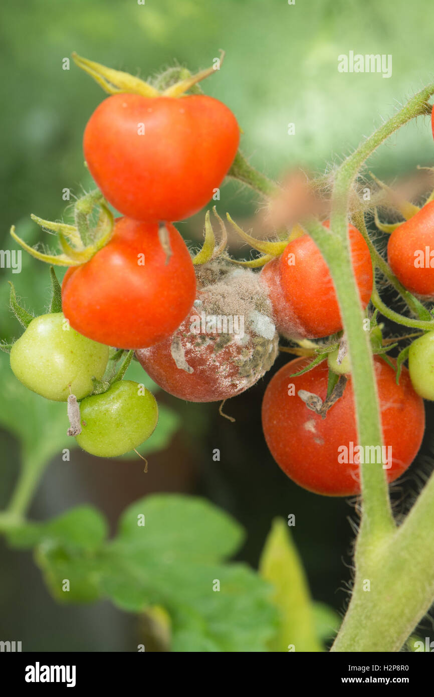 botrytis - gray mold grey mould - fungal disease growing on Moneymaker tomatoes in domestic greenhouse Stock Photo