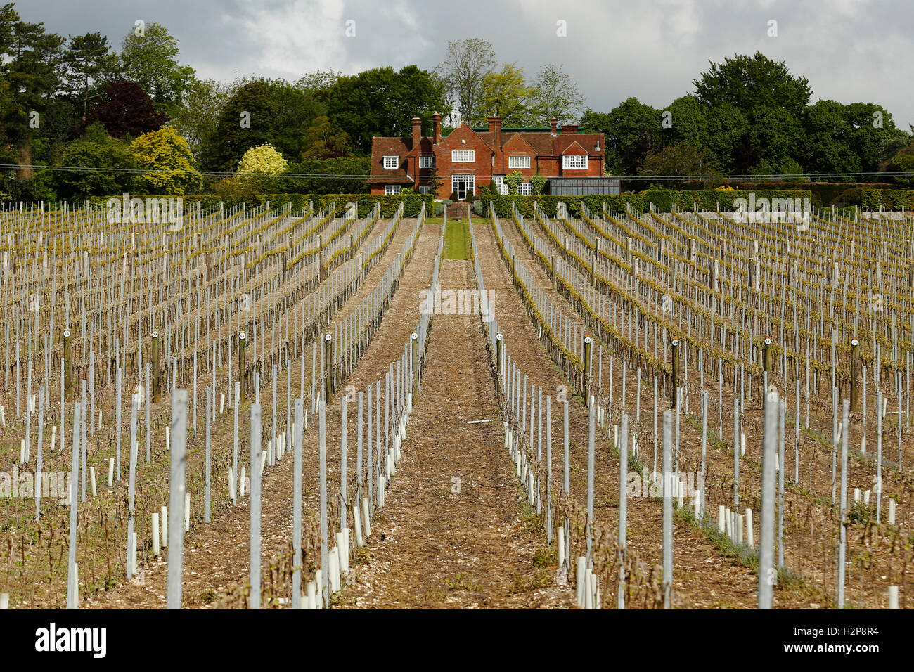 This years vines come into leaf at Hambledon Vineyard situated on the South Downs near Waterlooville in Hampshire May 20, 2015. Stock Photo