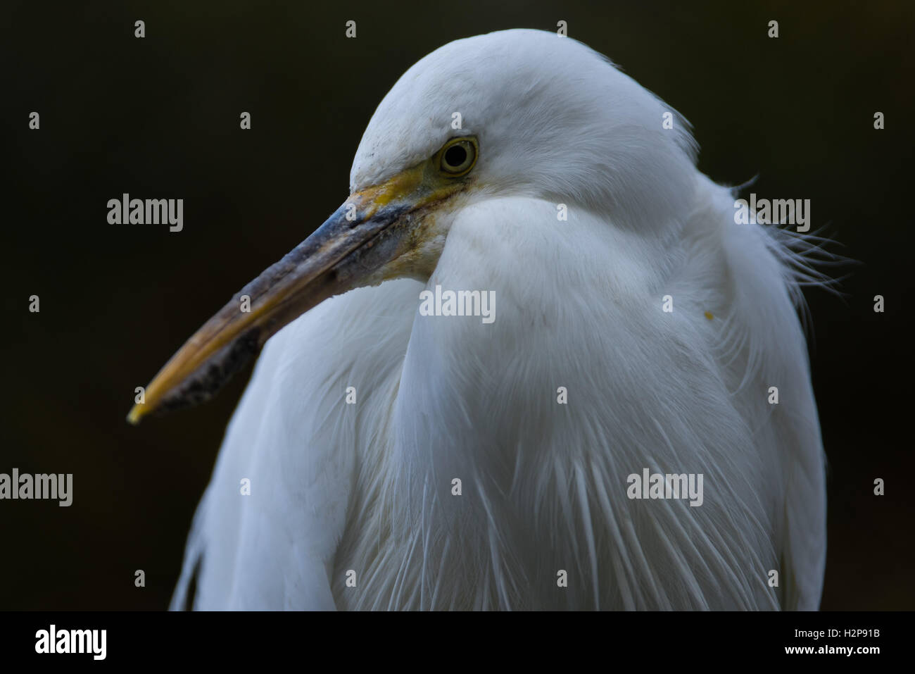 Egretta garzetta, Seidenreiher , Vogel,Wasservogel, Little egret small white heron Stock Photo