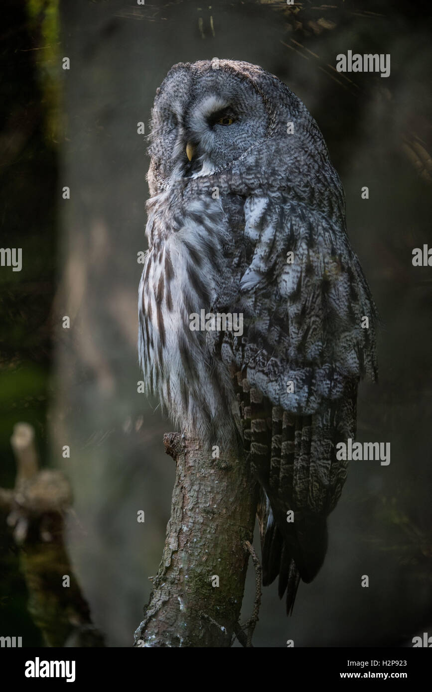 Great grey owl,bartkauz, Strix nebulosa,Vogel,Bird,Waldvogel,Eule, Stock Photo