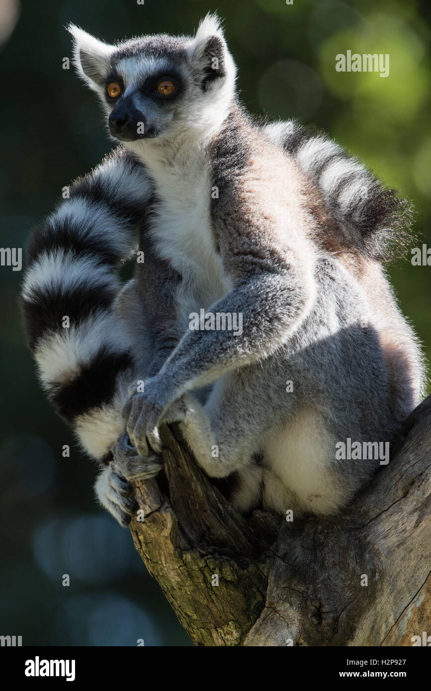 Lemur Catta,Katta,Lemur,Lemuren,Ring-tailed Lemur Stock Photo - Alamy