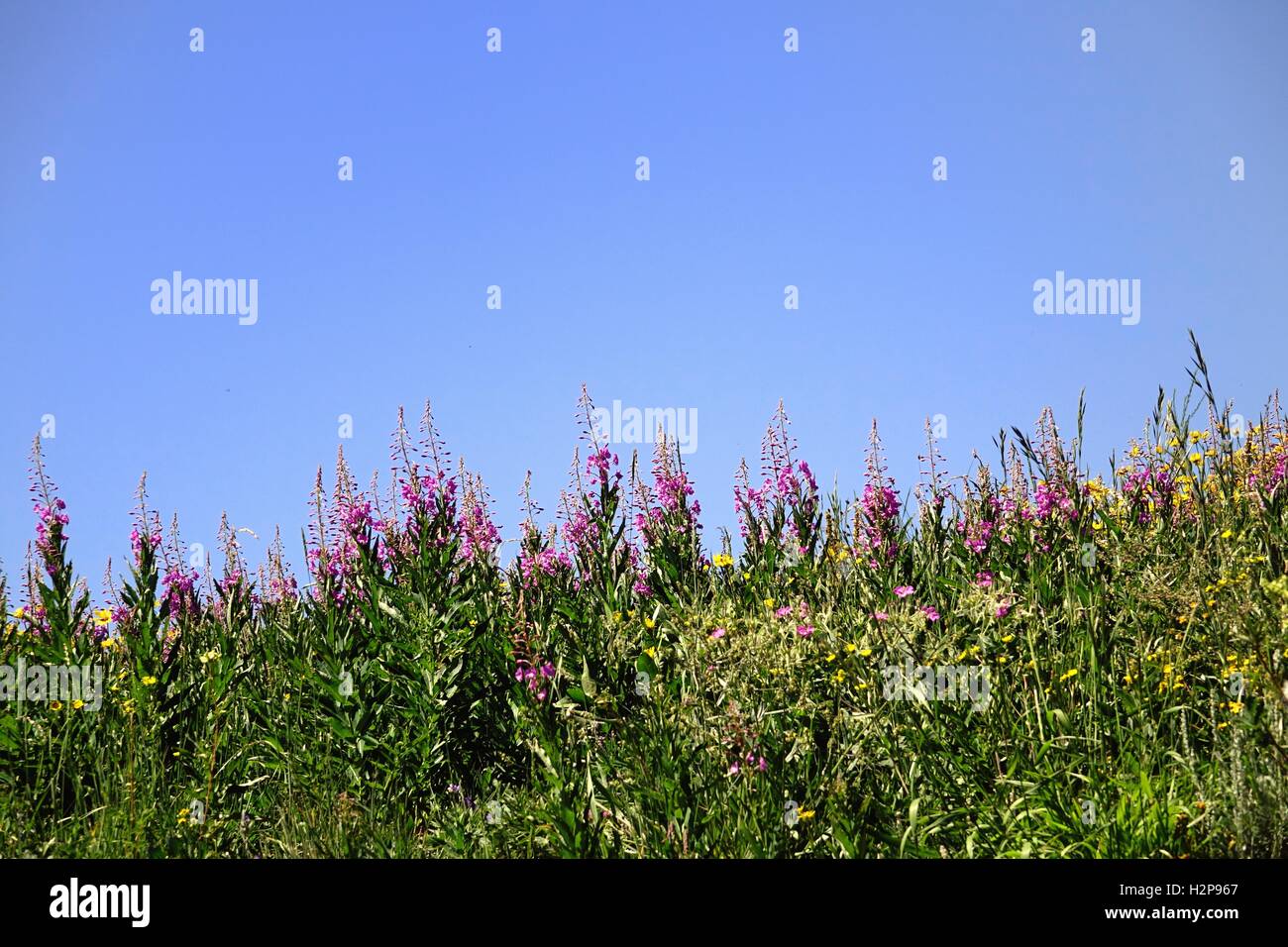Fireweed (Chamerion angustifolium) and other wildflowers growing along a road in Yellowstone National Park Stock Photo