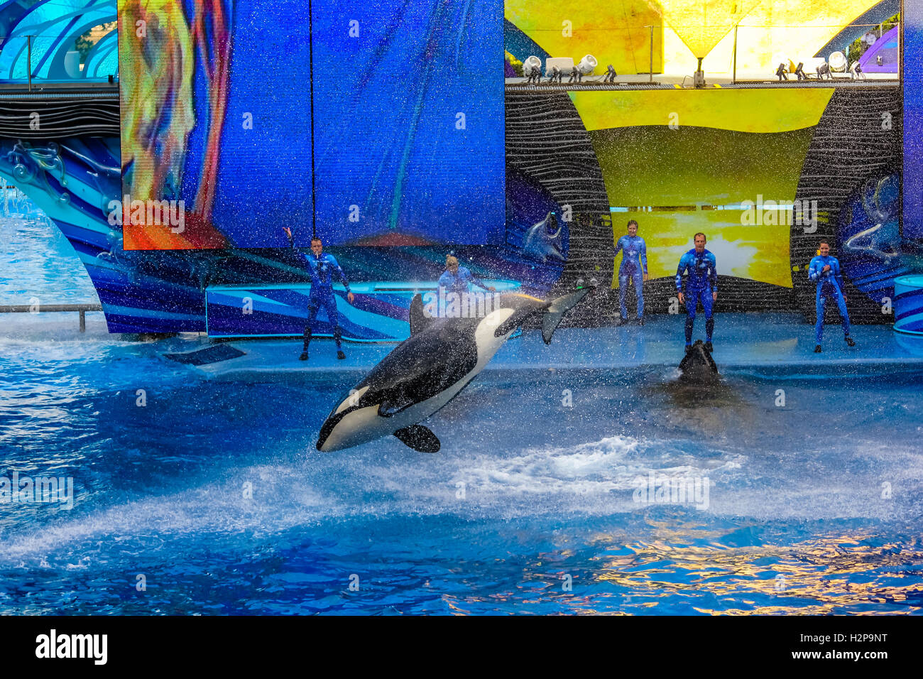 Tilikum orca whale Stock Photo - Alamy