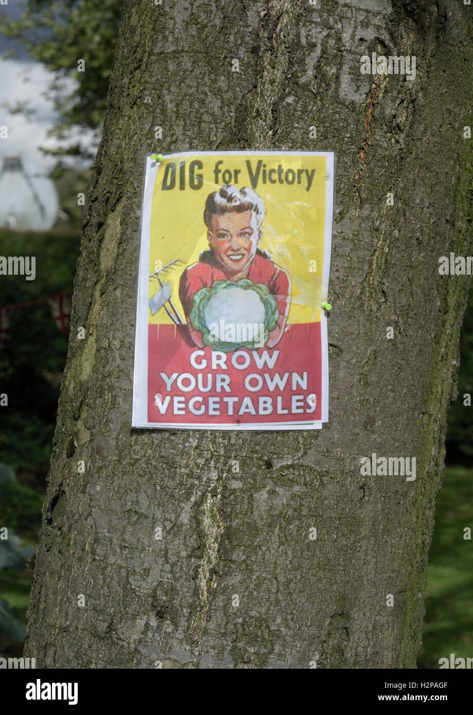 Dig for victory poster on tree in ramsbottom lancashire uk Stock Photo