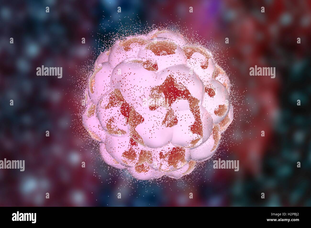 Destruction of a human embryo. Illustration that can be used to illustrate the teratogenic effect of drugs, viruses, microbes, and abortive medicines. Stock Photo