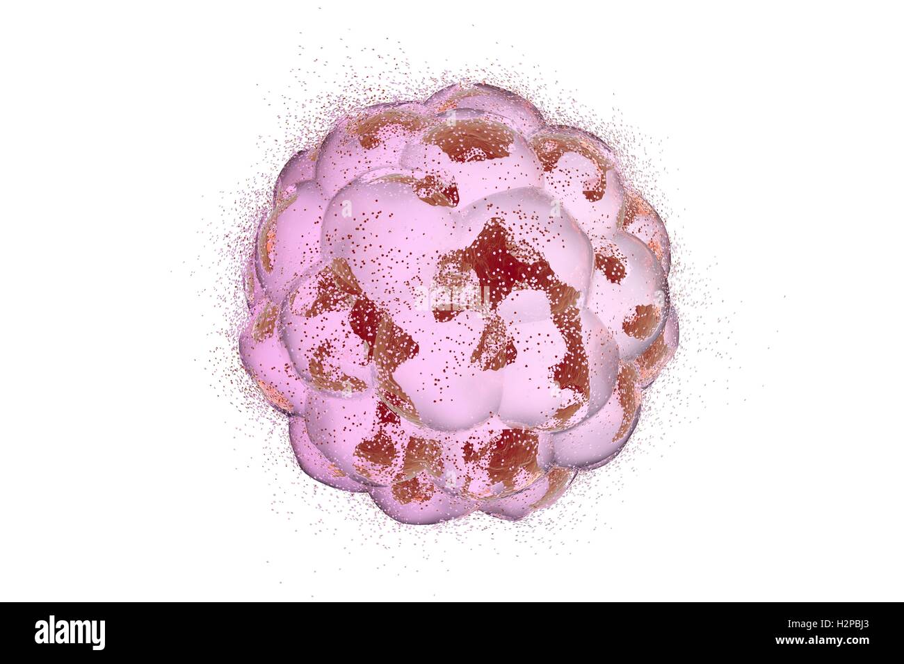 Destruction of a human embryo. Illustration that can be used to illustrate the teratogenic effect of drugs, viruses, microbes, and abortive medicines. Stock Photo