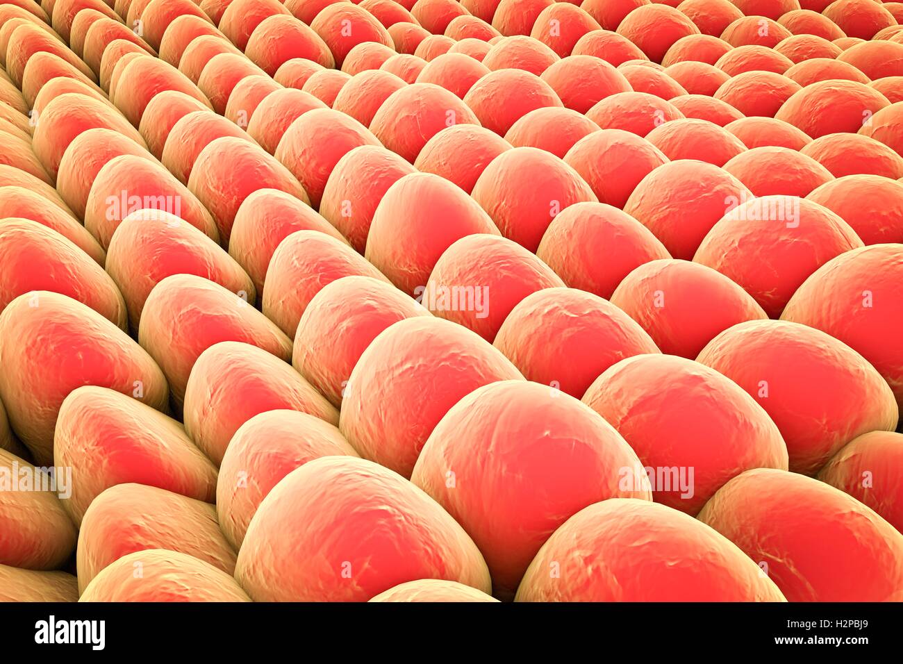 Monolayer of human cells. Computer illustration that can be used to illustrate laboratory tissue cultures, human skin or mucous membrane cells. Stock Photo