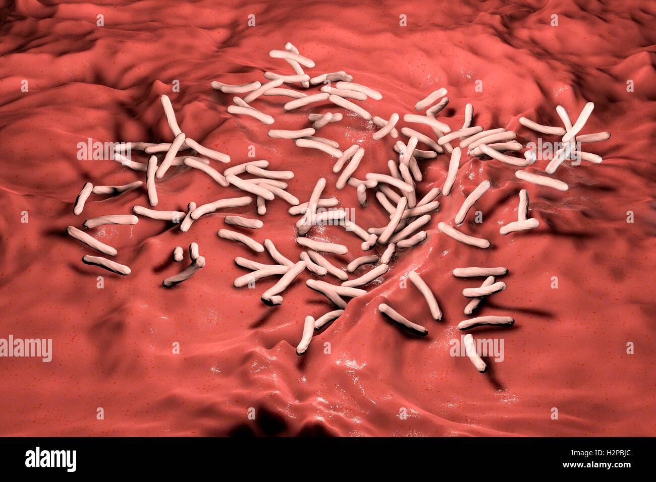 Tuberculosis bacteria. Computer artwork of Mycobacterium tuberculosis bacteria, the Gram-positive rod-shaped bacteria which cause the disease tuberculosis. Stock Photo
