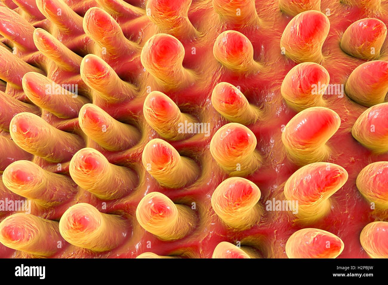 Tongue surface, computer illustration. Filiform papillae (cone-shaped) on the surface of the tongue. Filiform papillae contain nerve endings that transmit tactile (touch) information to the brain. Stock Photo
