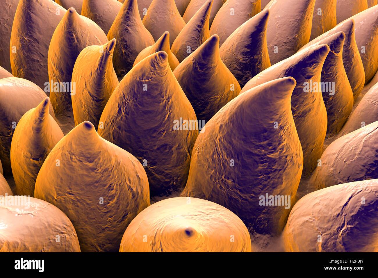 Filiform papillae (cone-shaped) on the surface of the tongue. Filiform papillae contain nerve endings that transmit tactile (touch) information to the brain. Stock Photo