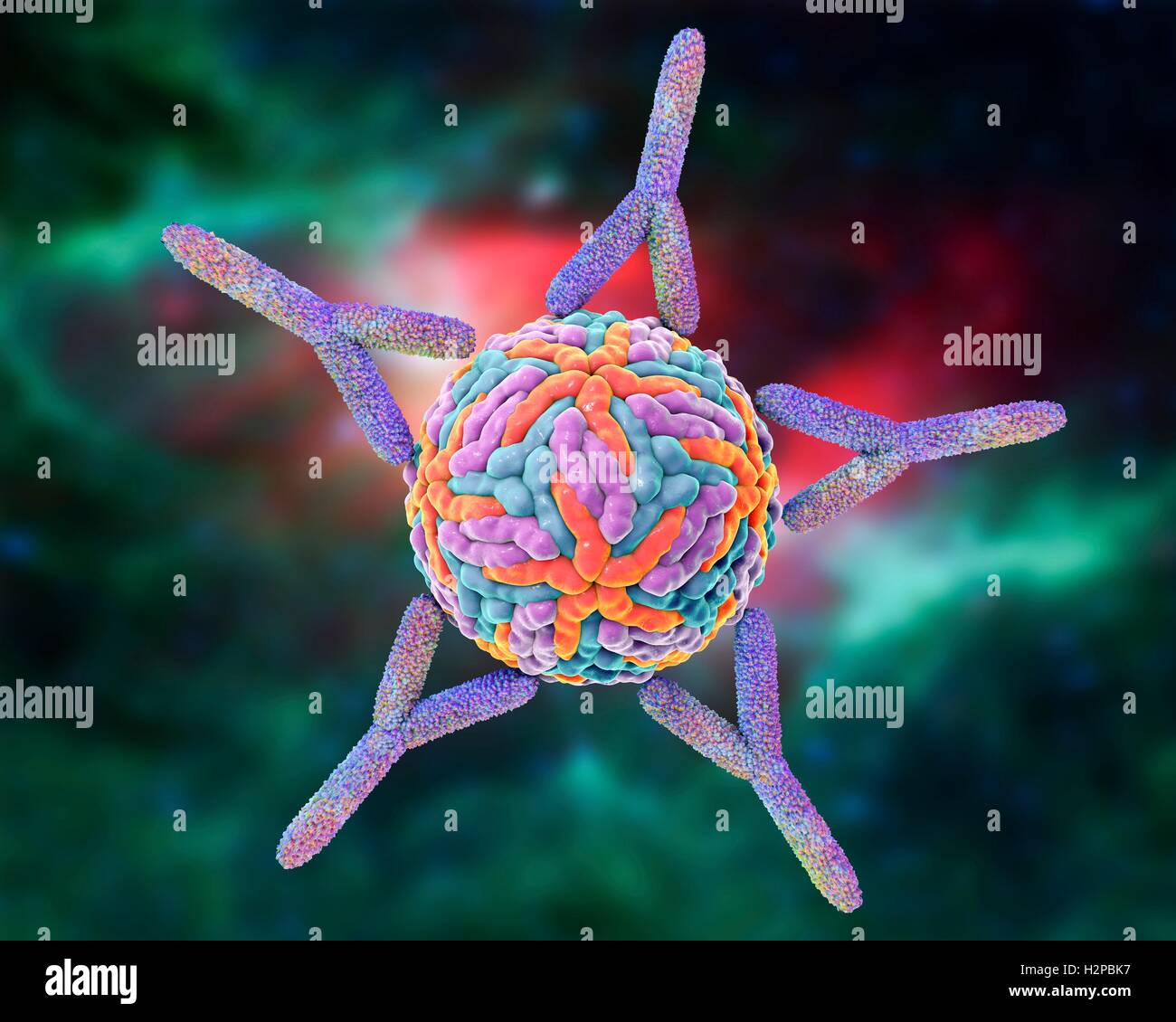 Cell mediated immunity hi-res stock photography and images - Alamy