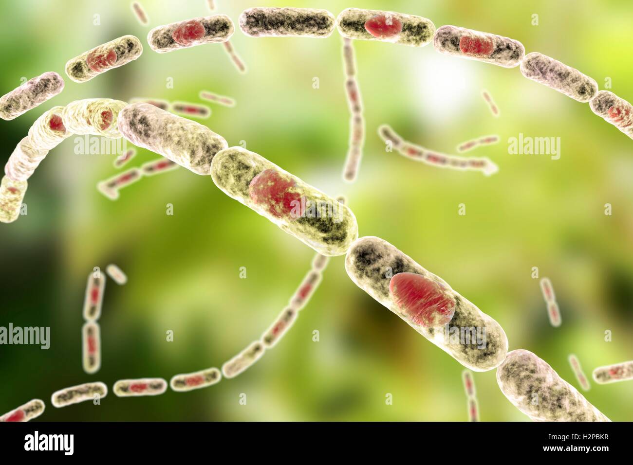 Anthrax bacteria, computer illustration. Anthrax bacteria (Bacillus anthracis) are the cause of the disease anthrax in humans and livestock. They are Gram-positive spore producing bacteria arranged in chains (streptobacilli). Many cells have a central spore (red). Stock Photo