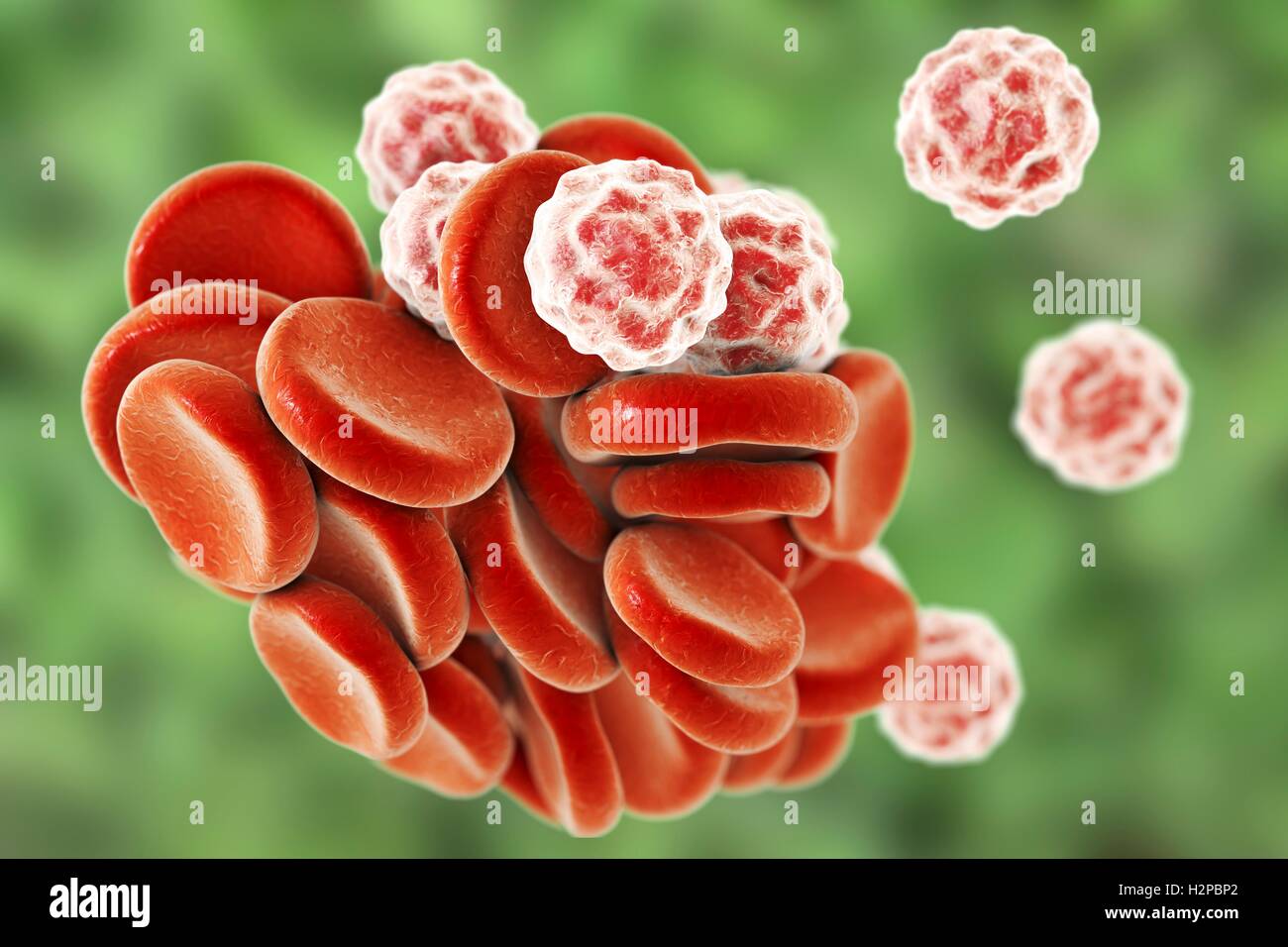 Computer illustration of red and white blood cells Stock Photo - Alamy