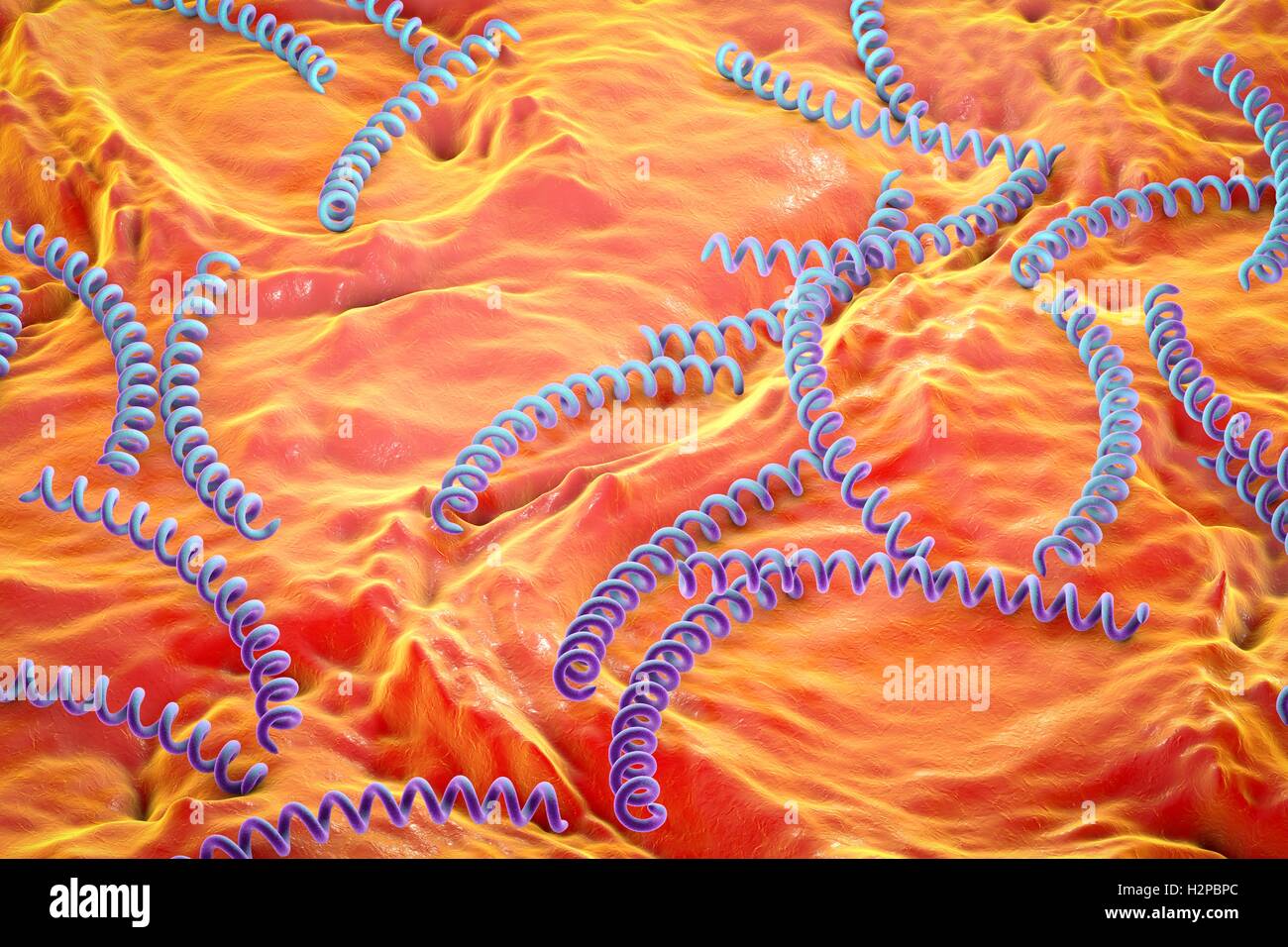 Treponema Pallidum Stock Photos & Treponema Pallidum Stock Images - Alamy