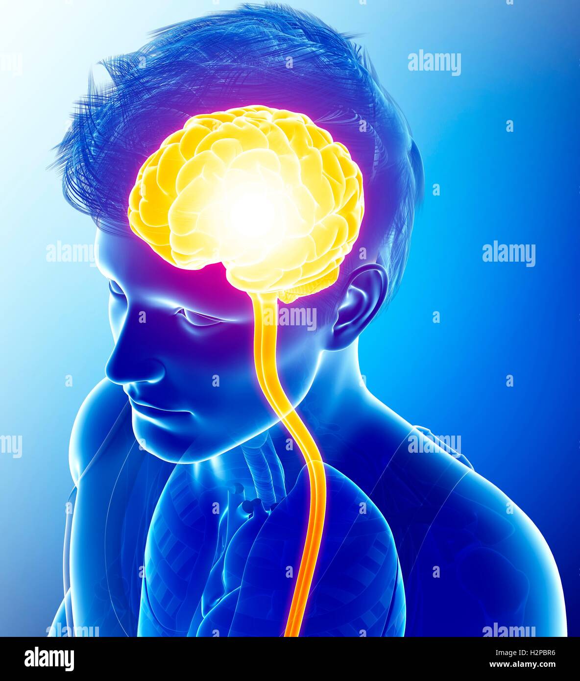 Illustration of the human brain Stock Photo - Alamy