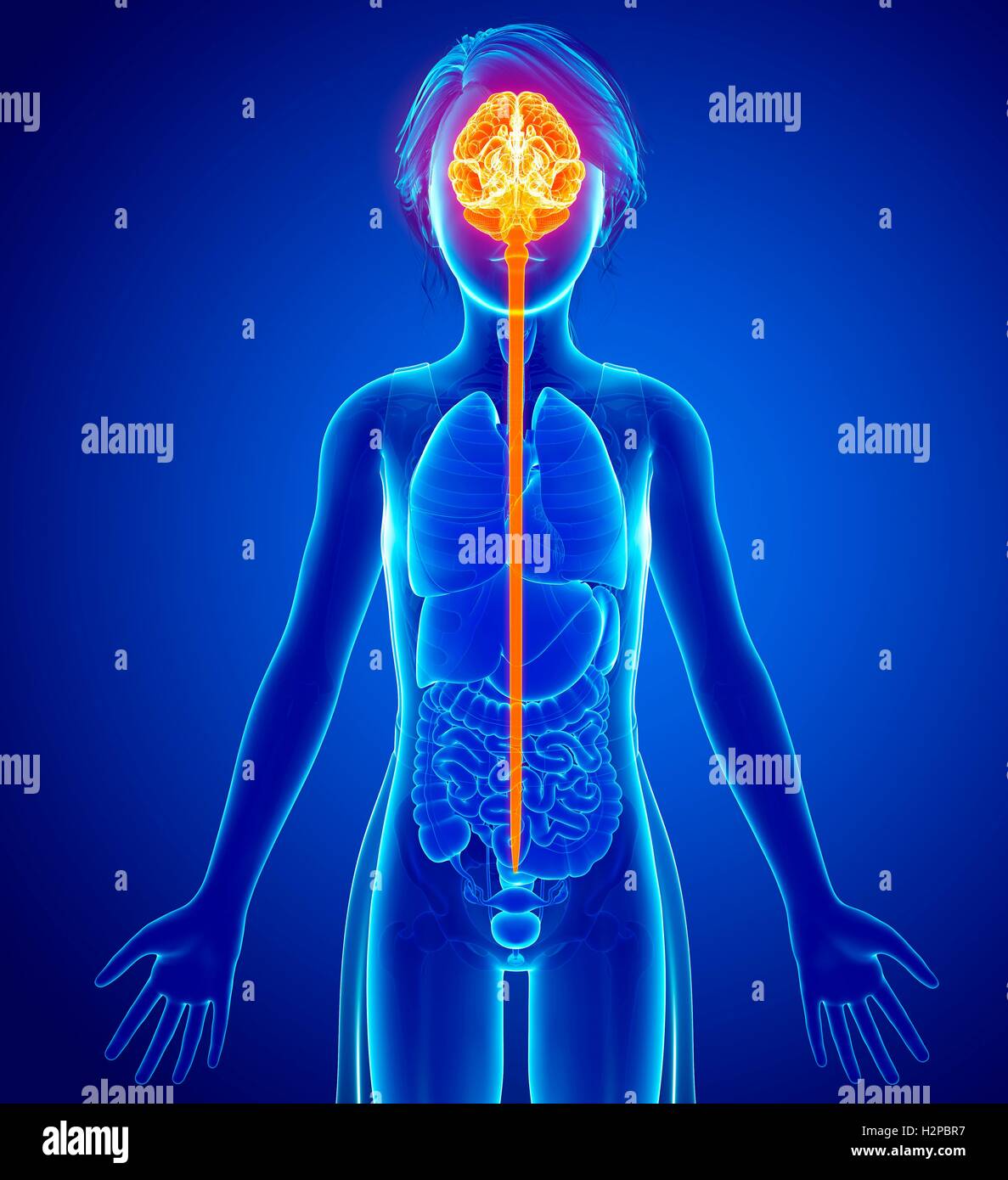 Illustration of the brain and spinal cord Stock Photo - Alamy