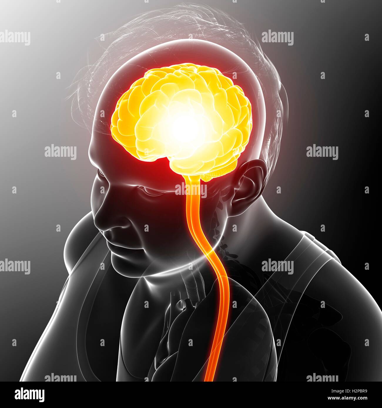 Illustration of the human brain Stock Photo - Alamy
