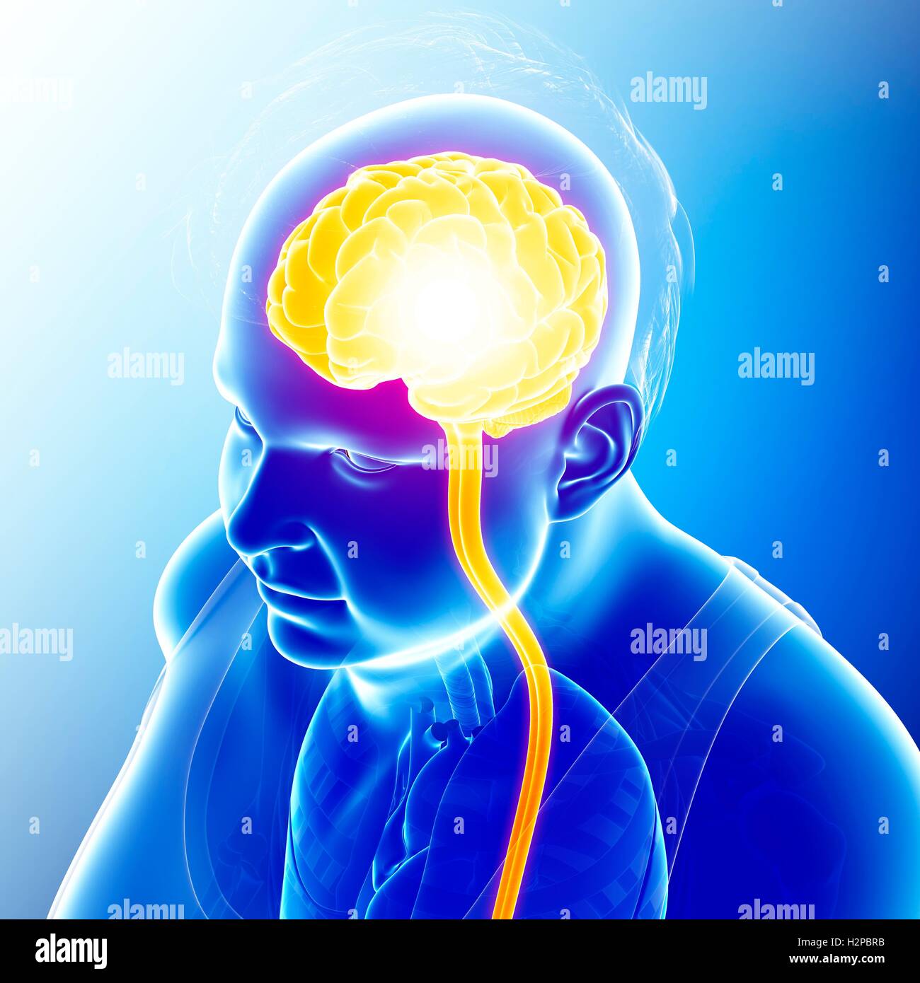 Illustration of the human brain Stock Photo - Alamy