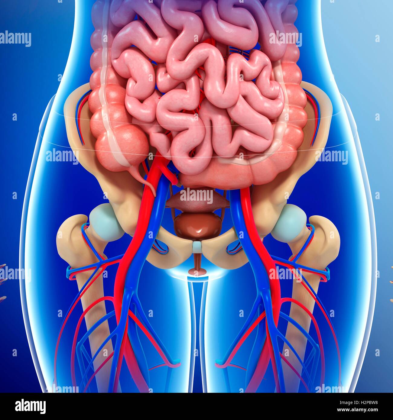 Pelvic Organs Hi res Stock Photography And Images Alamy Pelvic Organs Hi res Stock Photography And Images Alamy
