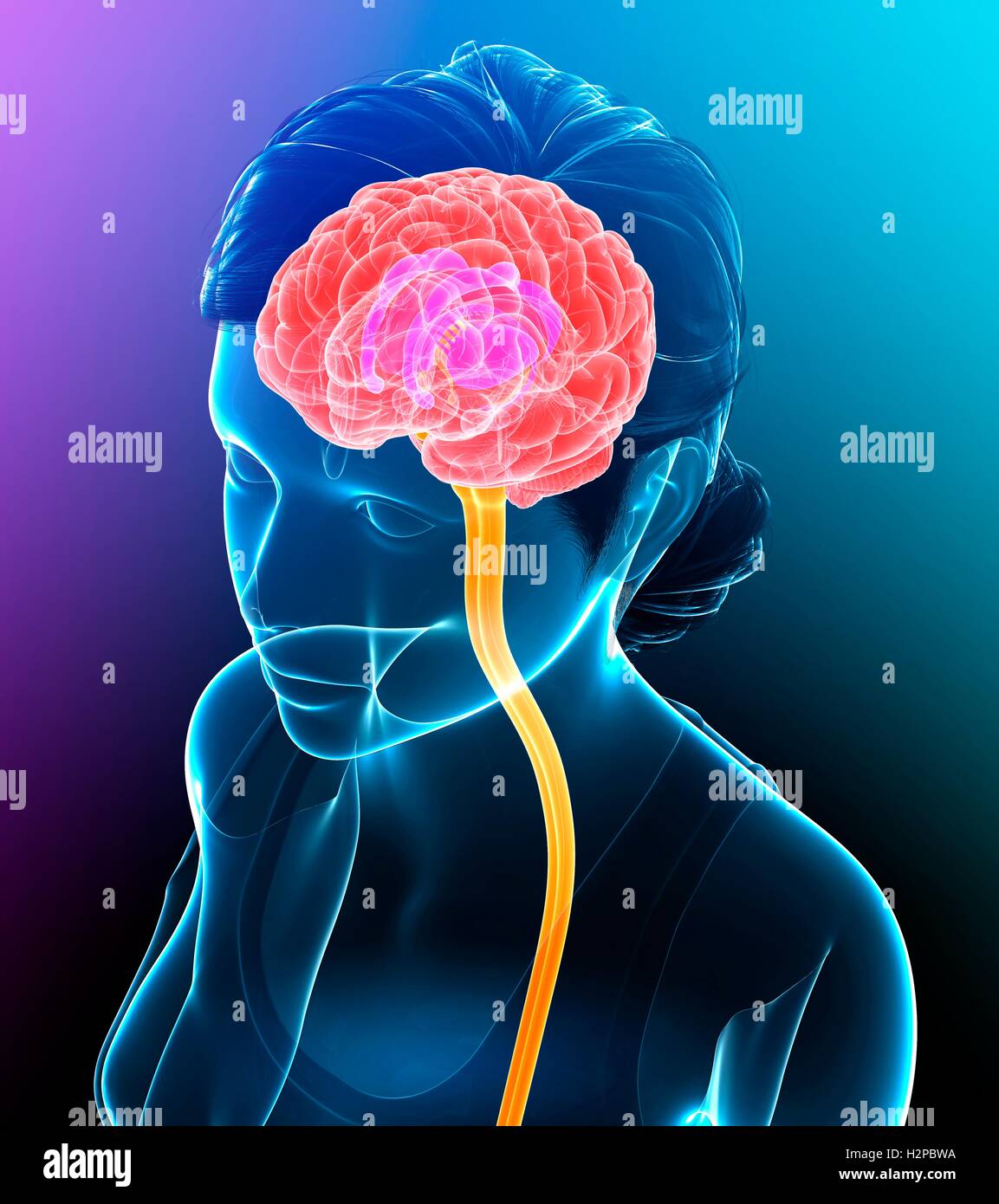 Illustration of the human brain Stock Photo - Alamy