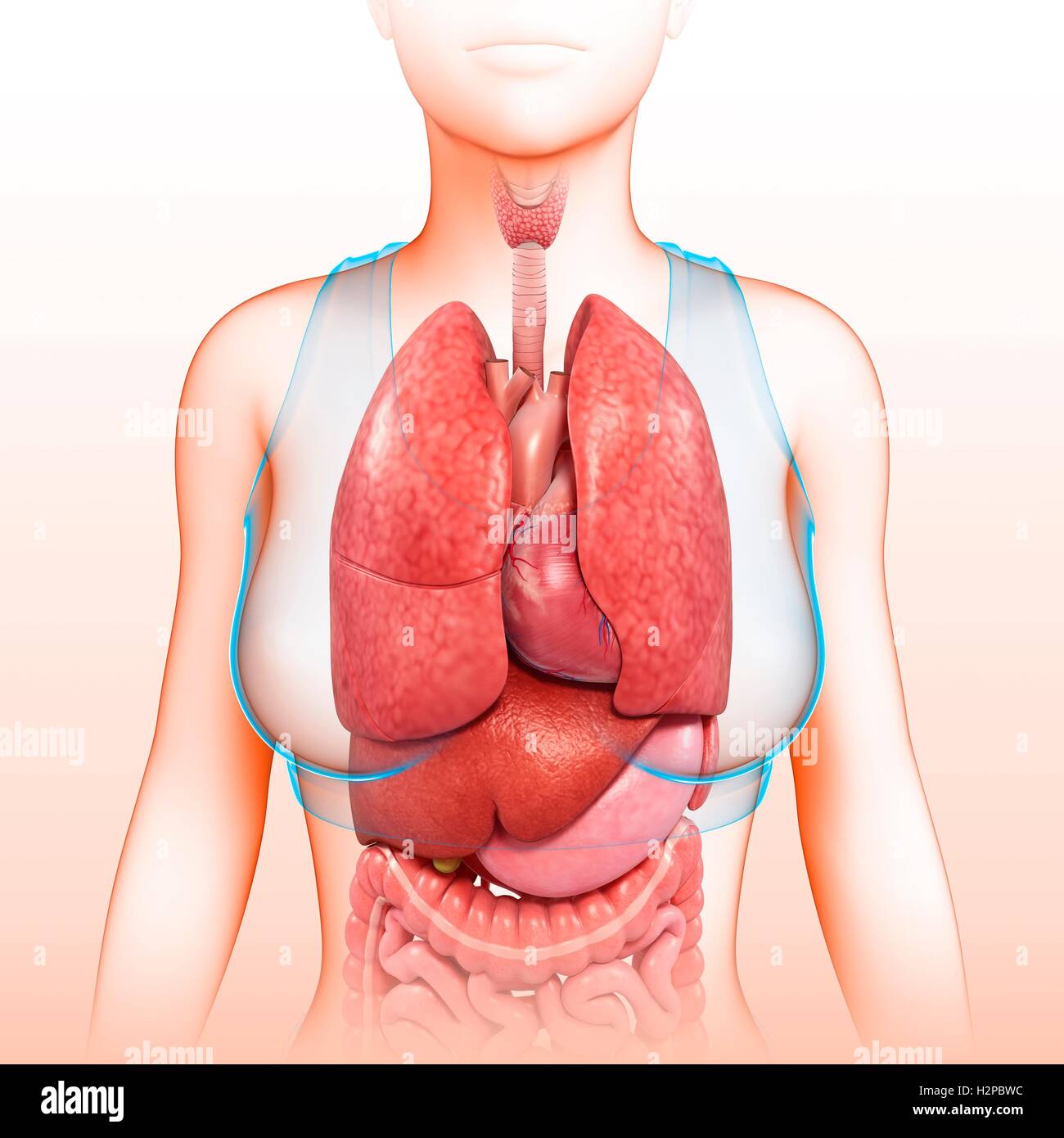 https://c8.alamy.com/comp/H2PBWC/illustration-of-female-chest-and-body-organs-H2PBWC.jpg