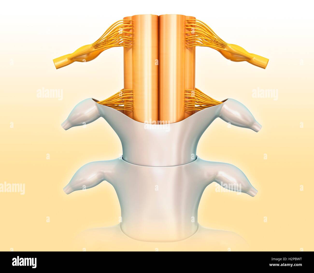 Healthy Spinal Cord High Resolution Stock Photography and Images - Alamy