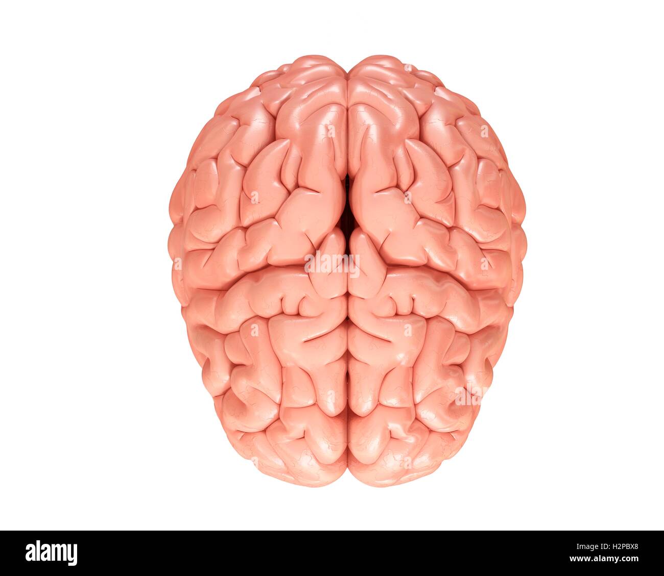 Illustration of the human brain Stock Photo - Alamy