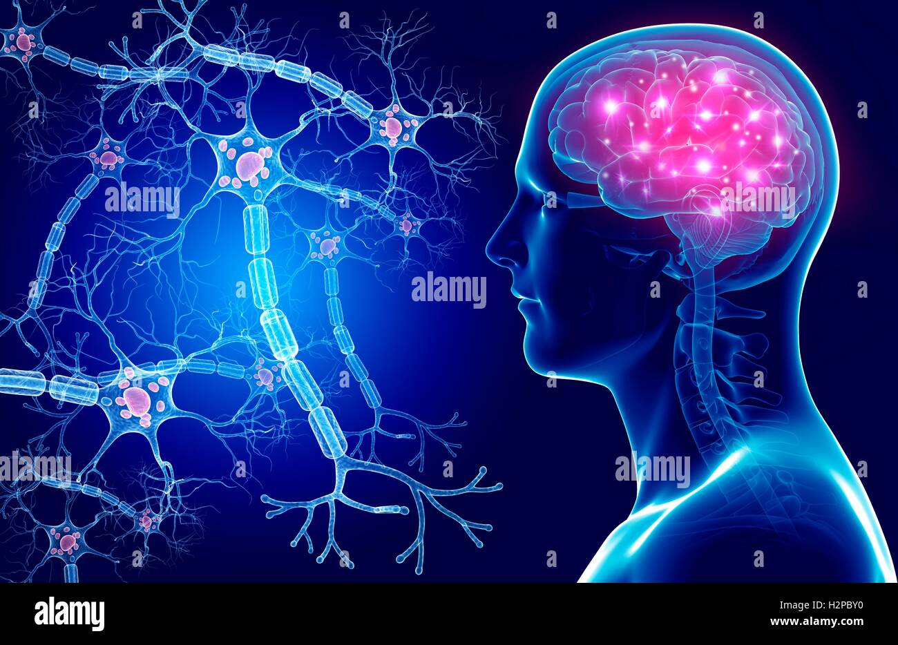 Illustration of a human brain and nerve cells Stock Photo - Alamy