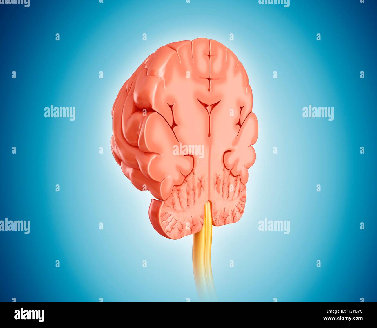 Illustration of a cross-section of the human brain Stock Photo - Alamy