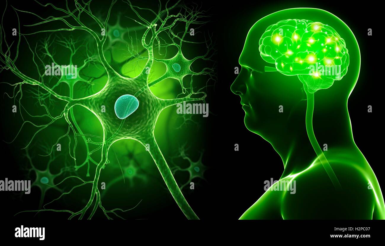 Illustration of a human brain and nerve cell Stock Photo - Alamy