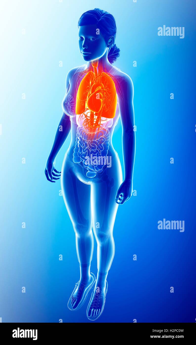 Female heartbeat. Female fast Heartbeat
